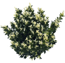 Städsegrön benved med brokiga blad