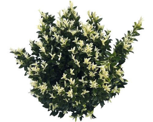 Städsegrön benved med brokiga blad