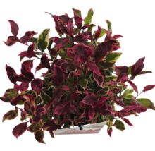 Physalisväxt med röda och gröna blad i en kruka