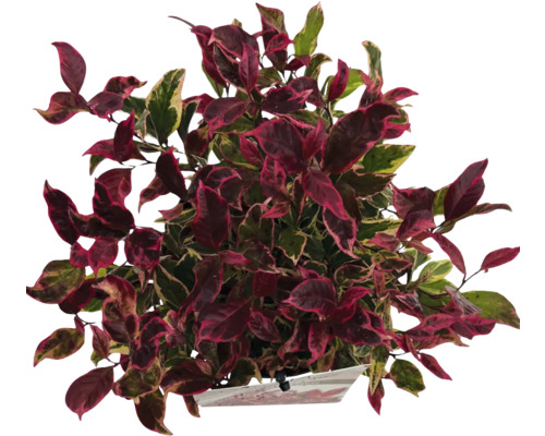 Physalisväxt med röda och gröna blad i en kruka