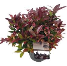 Leucothoe axillaris Scarletta krukväxt