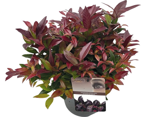 Leucothoe axillaris Scarletta krukväxt