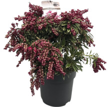 Japansk busk i kruka med röda blommor