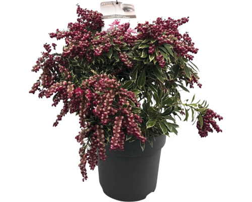 Japansk busk i kruka med röda blommor