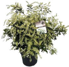 Japansk buskrosling i kruka med vita blommor