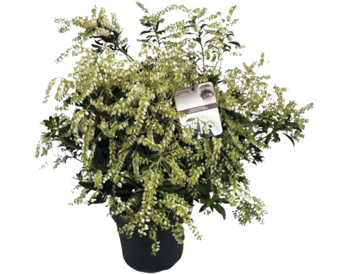 Japansk buskrosling i kruka med vita blommor