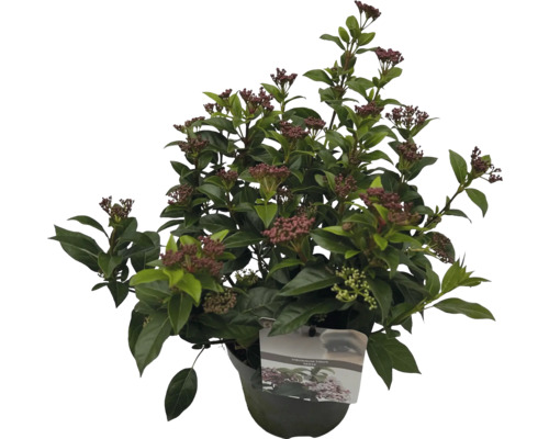 Vintergrönt Olvon i kruka med blomställningar