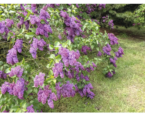 Blommande syrenbuske i trädgården
