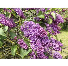 Närbild av blommande syrenbuske