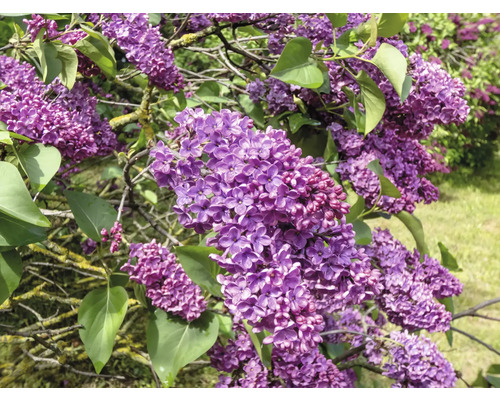 Närbild av blommande syrenbuske