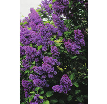Blommande syrenbuske med lila blommor