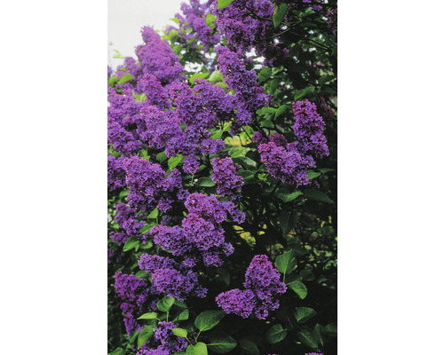 Blommande syrenbuske i trädgården