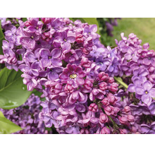 Närbild av syrenblommor