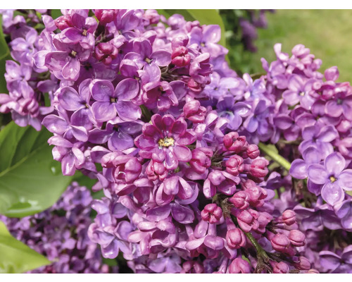 Närbild av syrenblommor