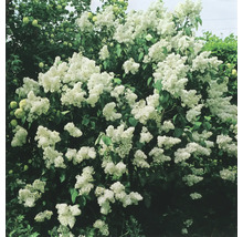 Blommande syrenbuske med vita blommor