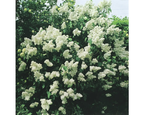 Blommande syrenbuske med vita blommor