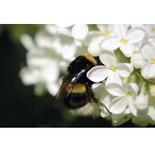 Humla på vita blommor