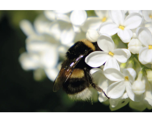 Humla på vita blommor