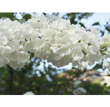 Närbild av vita syrenblommor