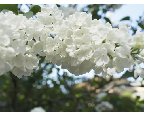 Närbild av vita syrenblommor