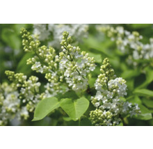 Närbild av blommande vit syren