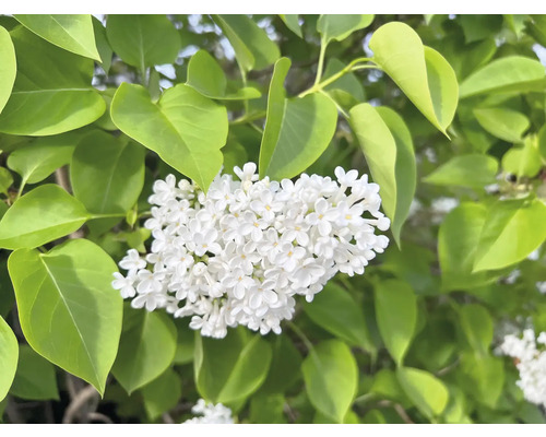 Blomställning av vanlig syren med blad