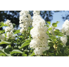 Blommande vit syrenbuske i trädgården