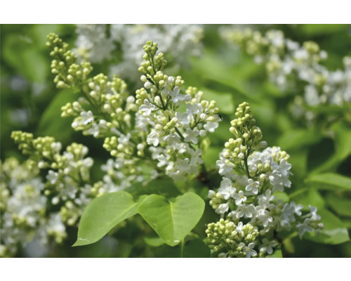 Närbild av blommande syrenbuske