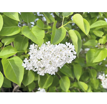 Närbild av blommande, vit syrenväxt med gröna blad
