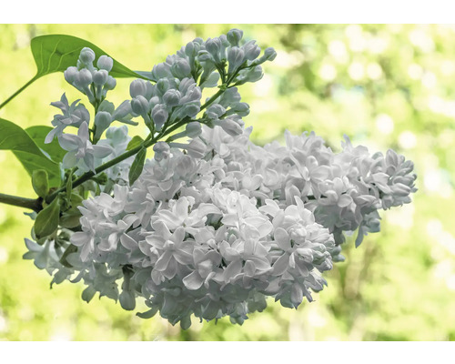 Blomställning med syrenblommor och blad