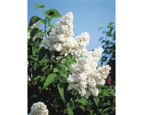 Blomställning av vanlig syren med gröna blad