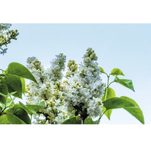 Närbild av blommande syrenbuske