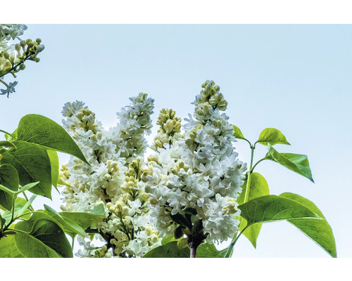 Närbild av blommande syrenbuske