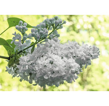 Närbild av blommande syrenbuske