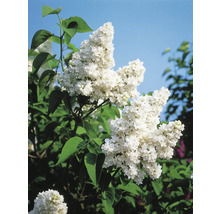 Blomställning med vit syren och gröna blad mot en blå himmel