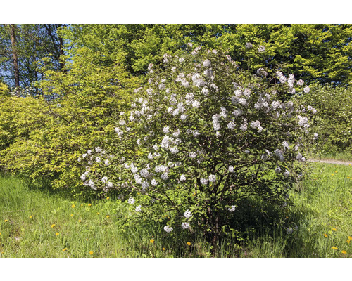 Blommande olvonbuske i trädgården