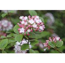 Viburnum blomställning med vita blommor och rosa knoppar