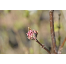 Närbild av blommande prydnadsplommon på gren
