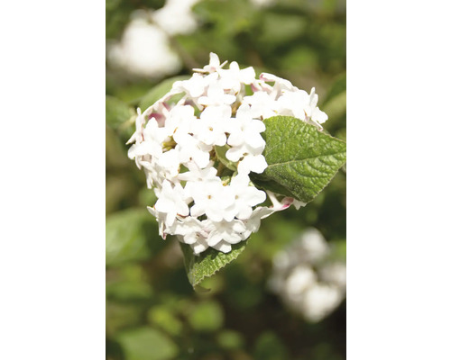 Blomställning av olvon med vita blommor