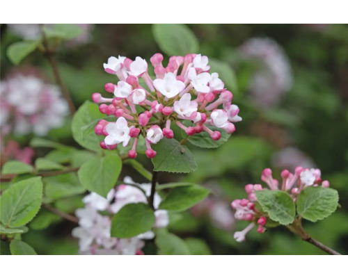 Blomställning av en olvon med vita och rosa blommor
