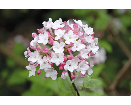 Blomställning med vita blommor och rosa knoppar