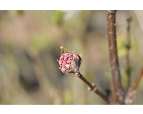 Blomknopp på en gren