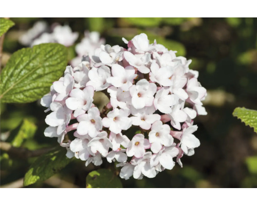 Blomställning av snöbollsbuske med små vita blommor