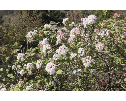 Snöbollsbuske med vita blommor och gröna blad