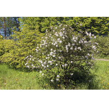 Blommande snöbollsbuske i trädgården