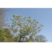 Blommande träd med rosa blommor under en blå himmel