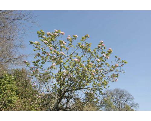 Blommande träd med rosa blommor under en blå himmel