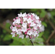 Blomställning av olvon med vita blommor