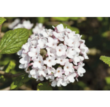 Viburnum blomställning med vita blommor