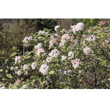 Blommande olvonbuske i trädgården